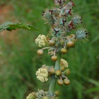 Ricinus communis L.